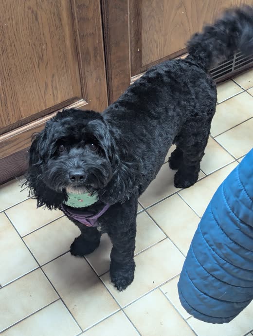 Black Cockapoo with a freshly trimmed curly coat holding a tennis ball